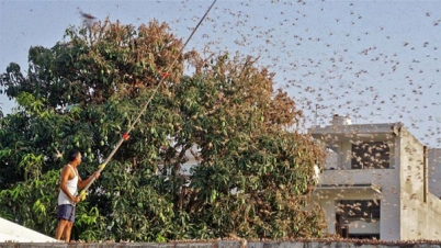 ভারতের ৫ রাজ্যে পঙ্গপালের ঝাঁক (ভিডিও)