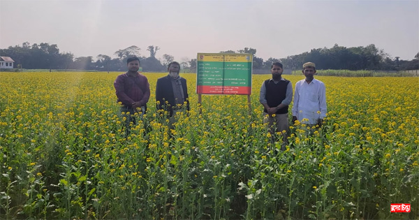 সোনারগাঁয়ে সরিষার বাম্পার ফলনে কৃষকের চোখে মুখে আনন্দের হাসি