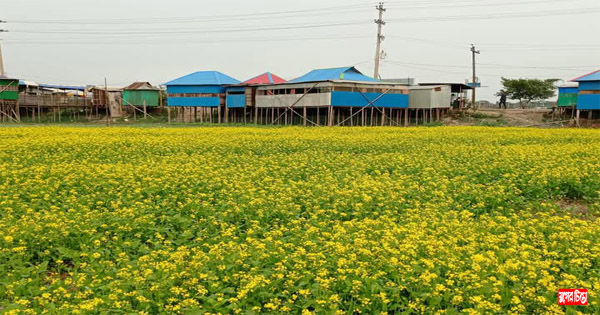 ডিসেম্বরে সরিষা ফুলের হাসি